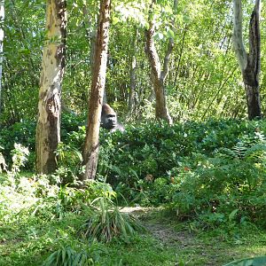 Pangani Forest Trail