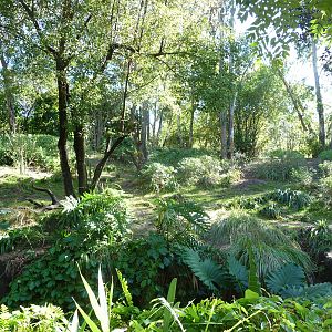 Pangani Forest Trail