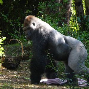 Pangani Forest Trail