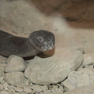 sinai desert cobra