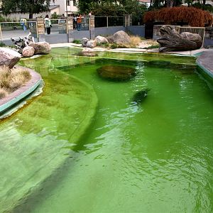 Leipzig Zoo - Baikal seal exhibit