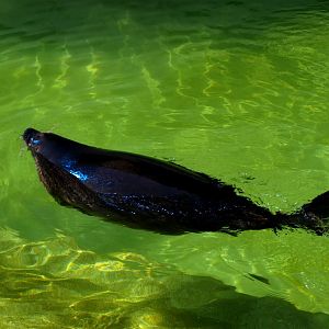 Leipzig Zoo - Baikal seal