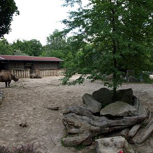 Leipzig Zoo - Black rhino enclosure