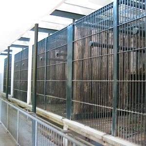 Sunbears Inside Cages