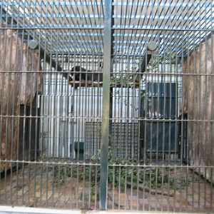 Sun bear Inside Cage Detail