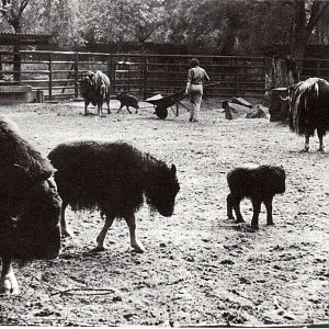 Keeper inside Musk Ox exhibit