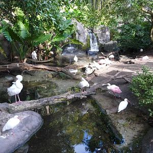 Waterfowl Exhibit