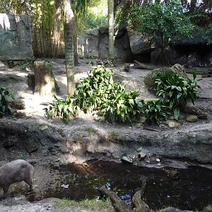 Babirusa Exhibit