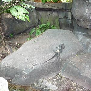 Rhinoceros Iguana Exhibit