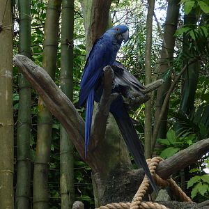Hyacinth Macaw Exhibit