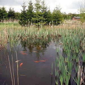 North Zealand Birdpark - Koi pond