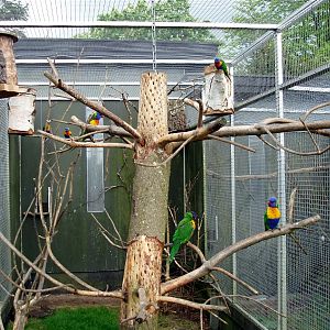 North Zealand Birdpark - Lorikeet aviary
