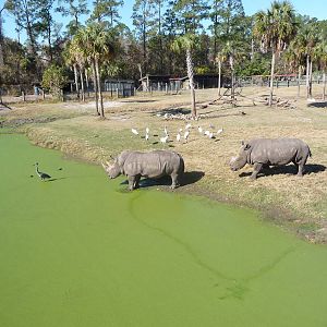 White Rhino/Impala/Kudu/Ostrich Exhibit