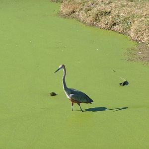 White Rhino/Impala/Kudu/Ostrich Exhibit