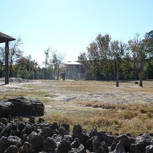African Elephant Paddock