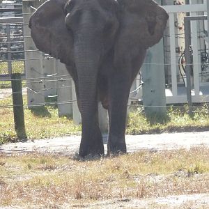 African Elephant
