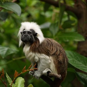 Cottontop Tamarin (Saguinus oedipus)