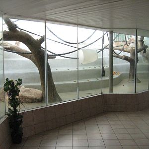 Chimpanzee Inside Cage