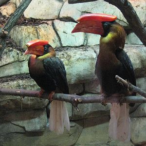 Hornbills