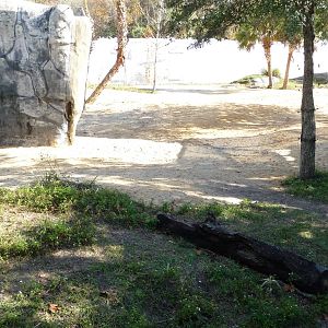 Terrible Gorilla Exhibit