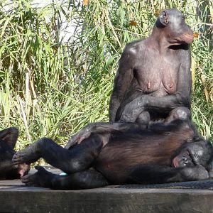 Bonobos