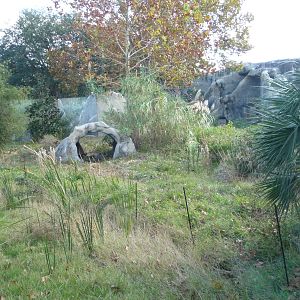 Gorilla Exhibit