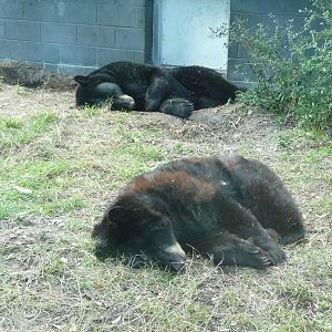 American Black Bears
