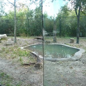 American Black Bear Exhibit