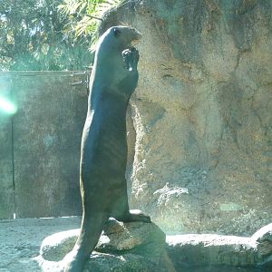 Giant River Otter