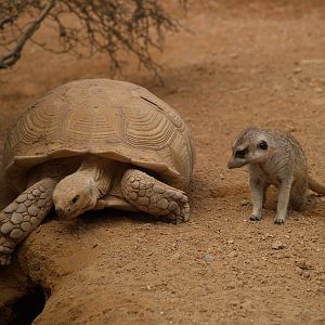 African spurred tortoise and meerkat