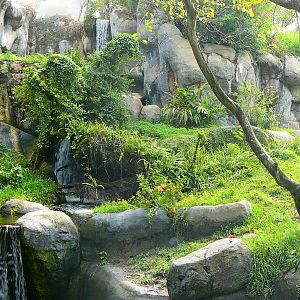 Gorilla Habitat - Myombe Reserve