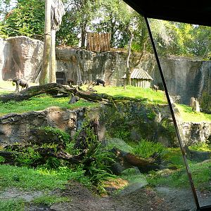 Chimpanzee Habitat - Myombe Reserve