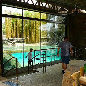 Tiger Underwater Viewing - Jungala