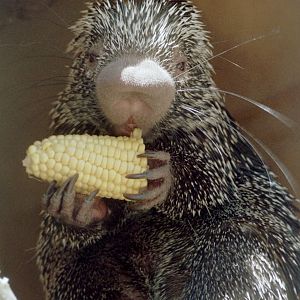 Coendou and Corn-on-the-Cob