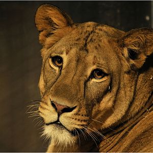 Barbary lioness