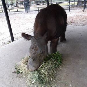 Harapan the Sumatran Rhino