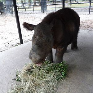 Harapan the Sumatran Rhino