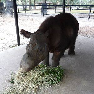 Harapan the Sumatran Rhino