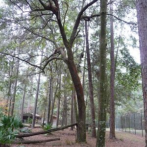 Cougar/Puma/Panther/Mountain Lion Exhibit