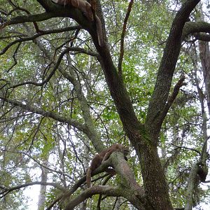 Cougar/Puma/Panther/Mountain Lion Exhibit