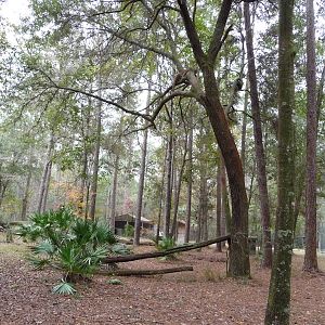 Cougar/Puma/Panther/Mountain Lion Exhibit
