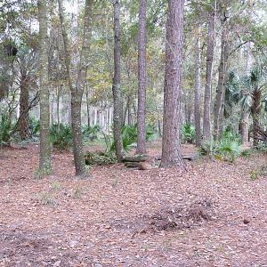 Cougar/Puma/Panther/Mountain Lion Exhibit