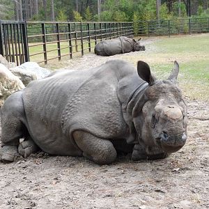 Patrick the Indian Rhino - for Rhino Man