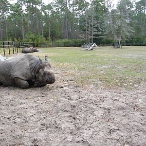 Patrick the Indian Rhino - for Rhino Man