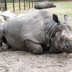 Patrick the Indian Rhino - for Rhino Man