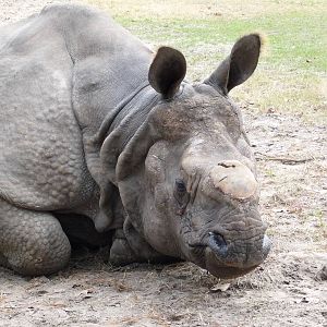 Patrick the Indian Rhino - for Rhino Man