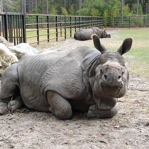 Patrick the Indian Rhino - for Rhino Man