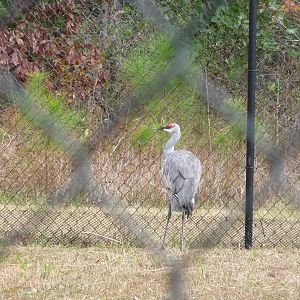 Mississippi Sandhill Crane
