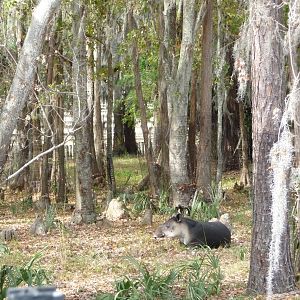 Baird's Tapir Exhibit