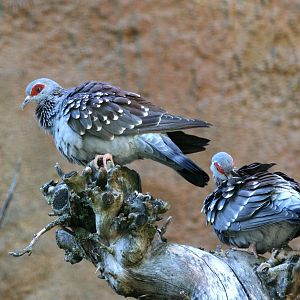 Speckled pigeons (Columba guinea)